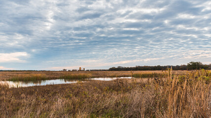 Wetlands Landscape