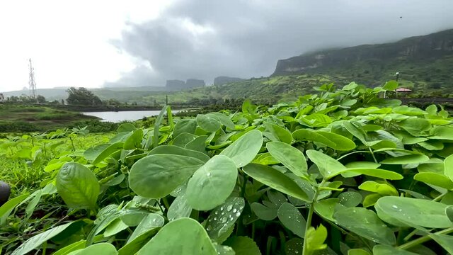 Wet Green Leaves With Brahmagiri Mountains At Background In Western Ghats, India. - Zoom In