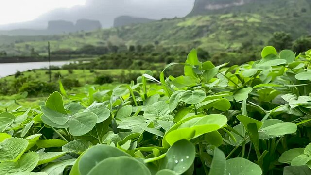 Growing Plants On The Fields Near Brahmagiri Mountains In Trimbakeshwar Village, Western Ghats, India During Stormy Day. - Close Up Shot