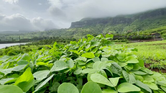 Lush Wild Plants At Near Rivershore At Brahmagiri Hills In Western Ghats Of Maharashtra, India. - Wide Shot