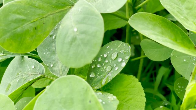 Raindrops On Lush Foliage At Mountain Forest Of Brahmagiri In Western Ghats Of Maharashtra, India. - Close Up Shot