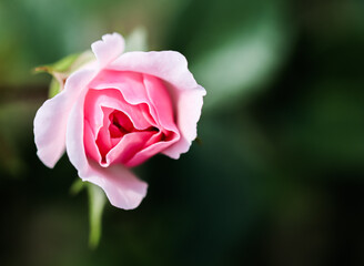 Soft pink rose Bonica in the garden. Perfect for background of greeting cards for birthday, Valentine's Day and Mother's Day
