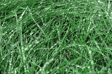 Water drops on fresh grass after rain. Raindrops on green grass. Morning dew. Selective focus. Abstract nature background