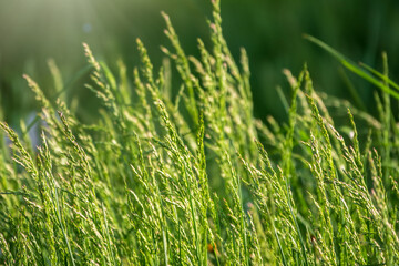 Blur green grass, green lawn pattern textured background.