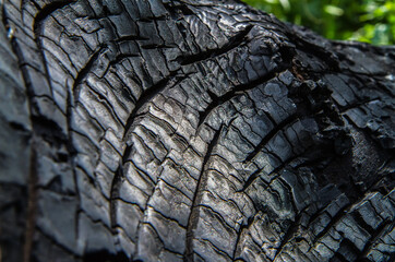 Black burnt wood.