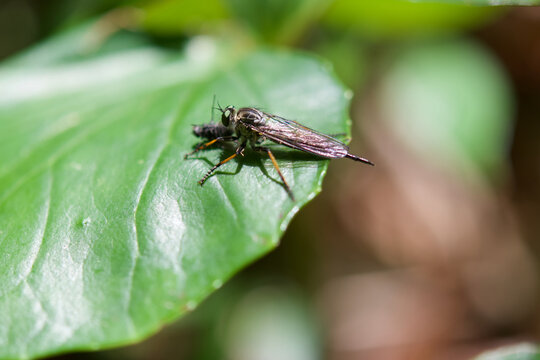 Robby fly facing to left is sucking up the body fluid of a small fly.