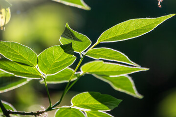 Green bushes with young leaves in the sunset