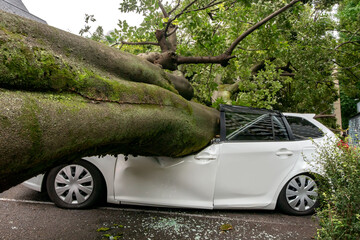 強風による倒木で潰された乗用車
