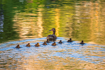 A family of ducks, a duck and its little ducklings are swimming in the water. The duck takes care of its newborn ducklings. Mallard, lat. Anas platyrhynchos