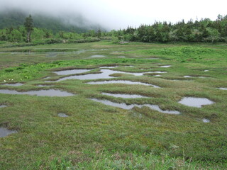 Raised bog