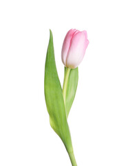 One beautiful delicate tulip isolated on white