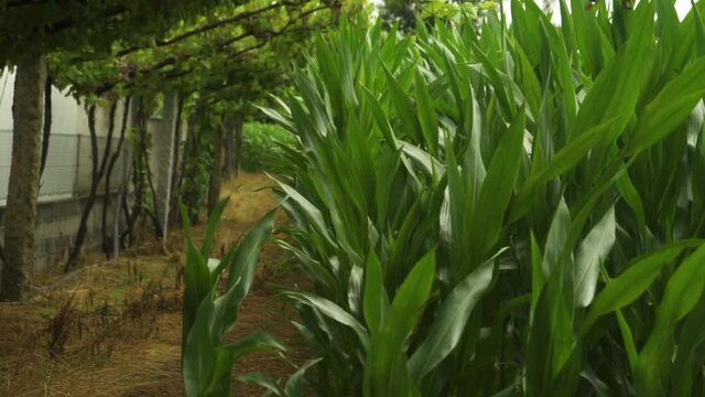 Cornfield with vine of grapes. Footage panning left