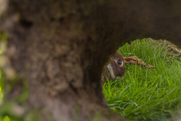 Ein braunes Kaninchen auf dem grünen Rasen