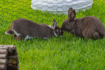 Zwei braune Kaninchen auf dem grünen Rasen