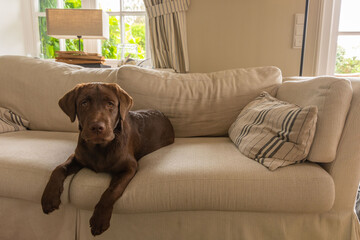 Ein junger brauner Labrador auf einem Sofa