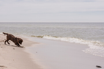 Ein junger brauner Labrador am Strand von Sylt