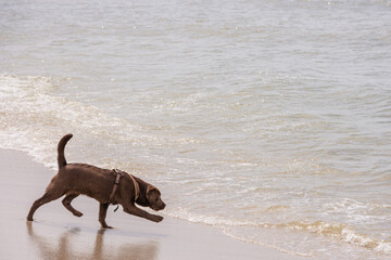 Ein junger brauner Labrador am Strand von Sylt