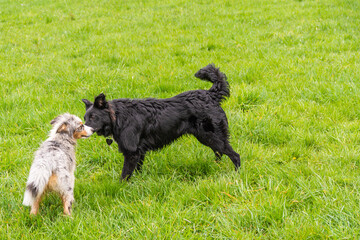 Junge Hunde am spielen auf grünen Rasen
