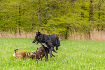 Junge Hunde am spielen auf grünen Rasen