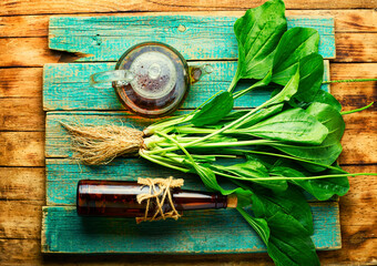 Plantain in herbal medicine,homeopathic herbs © nikolaydonetsk