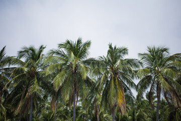 Fototapeta na wymiar Coconut Trees