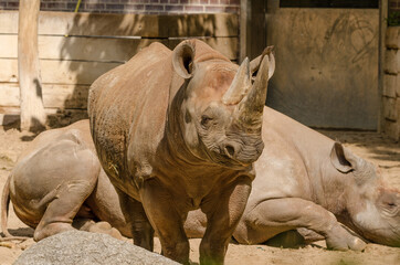 Fototapeta premium Nashörner im Zoo