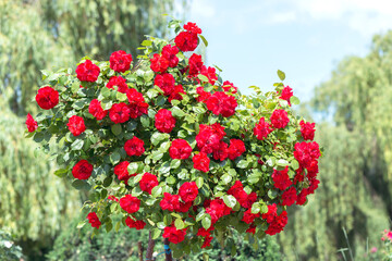 Standard rose 