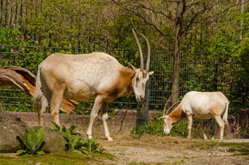 Naklejka na ściany i meble Gazelle / Antilope im Zoo