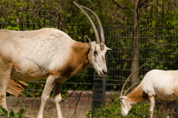 Gazelle / Antilope im Zoo