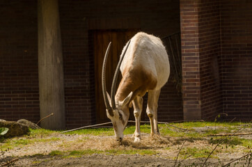Gazelle / Antilope im Zoo