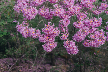 &Aacute;rvore de Ip&ecirc; Rosa Brasileiro / Flores de Ip&ecirc; Rosa / Paisagem Caatinga / Cear&aacute;