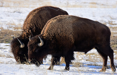 two american bison grazing in the snow in winter  along the wildlife drive in the rocky mountain...