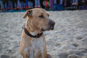 The beach dog