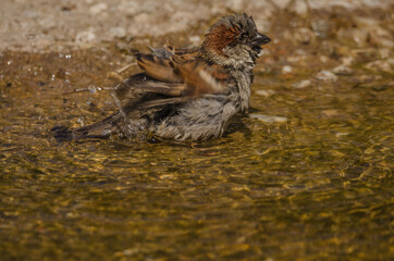 Ein Spatz am Baden