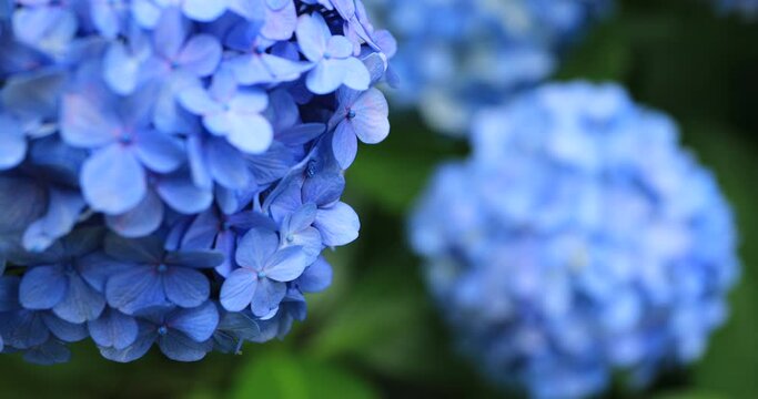 Hydrangea flower at the garden in Japan rainy day closeup focusing