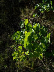 backlit grape leaves in the middle of nowhere