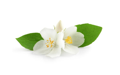 Fototapeta premium Beautiful flowers of jasmine plant with leaves on white background
