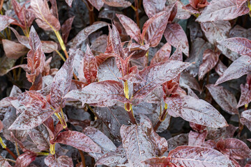 Lysimachia ciliata 'Firecracker' fringed loosestrife leaf detail