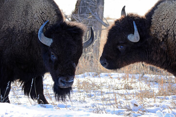 closeup of two american bison in the snow in winter  along the wildlife drive in the rocky mountain...