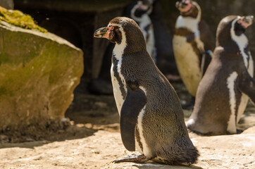Pinguin im Zoo
