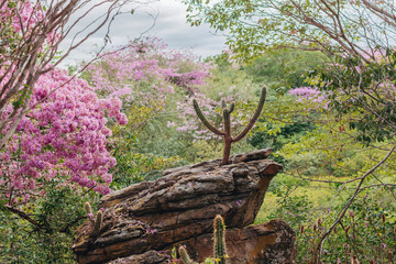 Árvore de Ipê Rosa Brasileiro / Flores de Ipê Rosa / Paisagem Caatinga / Cactos / Mandacaru nordestino - obrazy, fototapety, plakaty