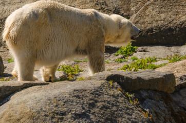 Ein Eisbär im Zoo