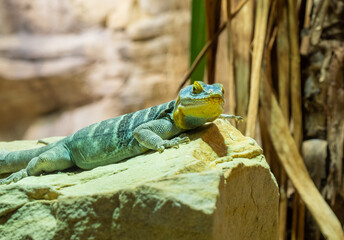Naklejka na ściany i meble The Baja blue rock lizard is a species of large, diurnal phrynosomatidae lizard. 