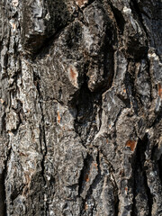 dark texture old pine bark
