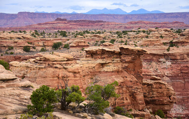 magnificently eroded, colorful spring  canyon and the la sal mountains along the slickrock foot trail in the needles district in canyonlands national park, near moab, utah 