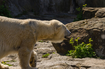 Ein Eisbär im Zoo