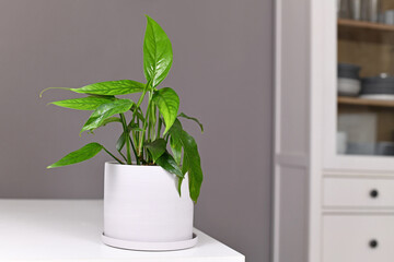 Small exotic 'Epipremnum Pinnatum' houseplant with narrow leaves in flower pot on table in front of gray wall