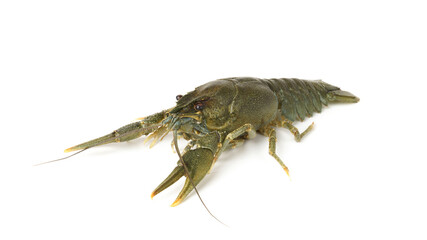 fresh raw crayfish isolated on white. river live crayfish