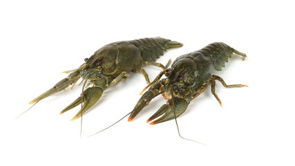 fresh raw crayfish isolated on white. two live crayfish