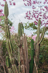 &Aacute;rvore de Ip&ecirc; Rosa Brasileiro / Flores de Ip&ecirc; Rosa / Paisagem Caatinga / Cactos / Mandacaru nordestino